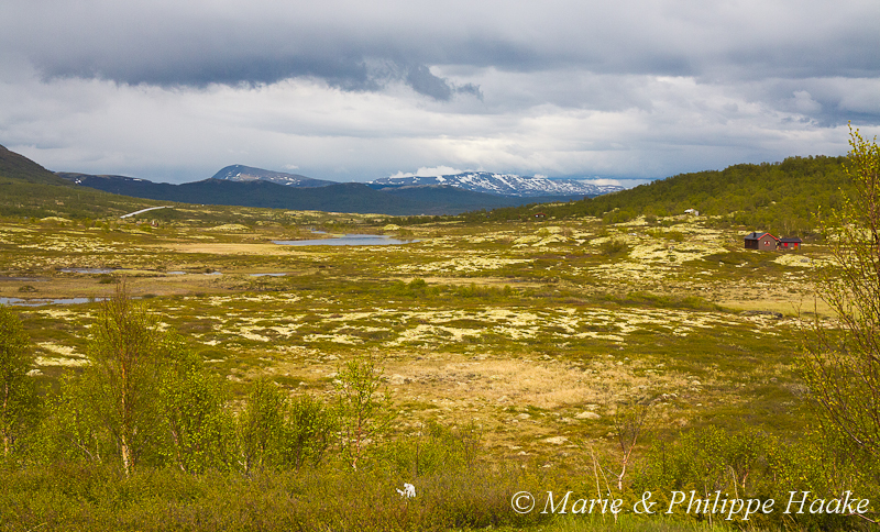 Dovrefjell 1937.jpg - Parc national du Dovrefjell (Norvège, juin 2012)
